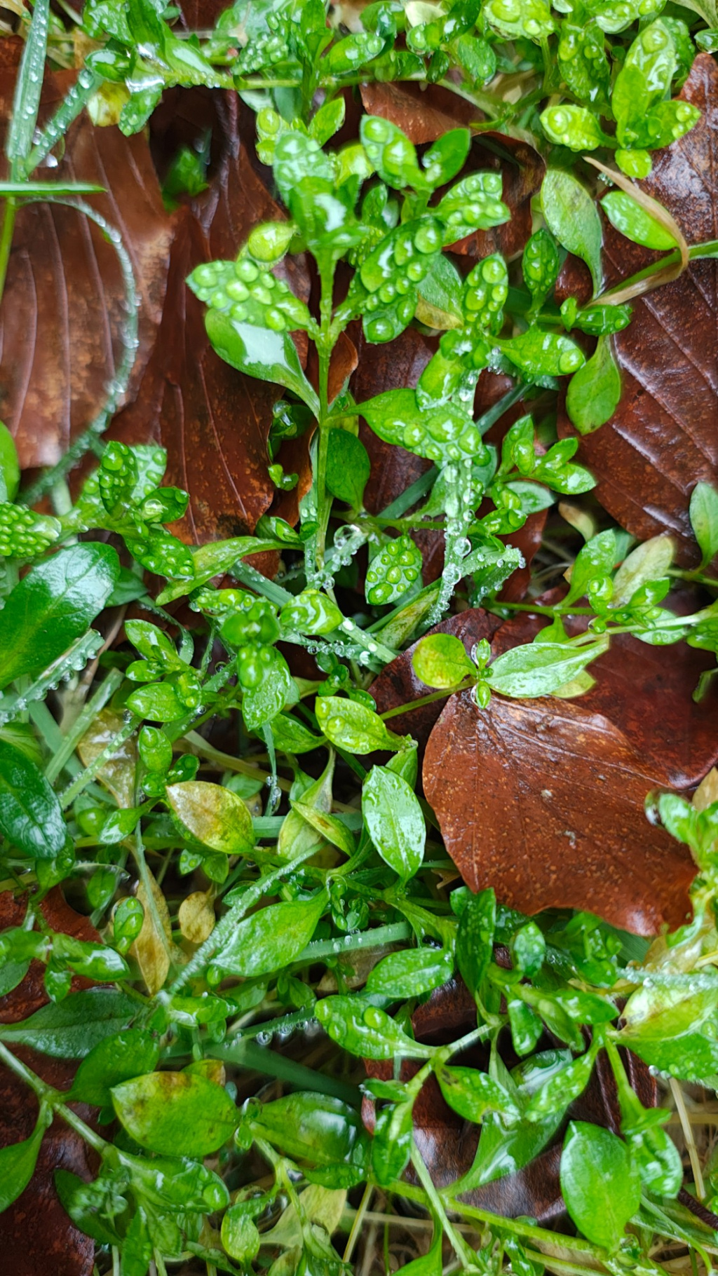 Stellaria alsine | Quell-Sternmiere Stellaria alsine | Quell-Sternmiere