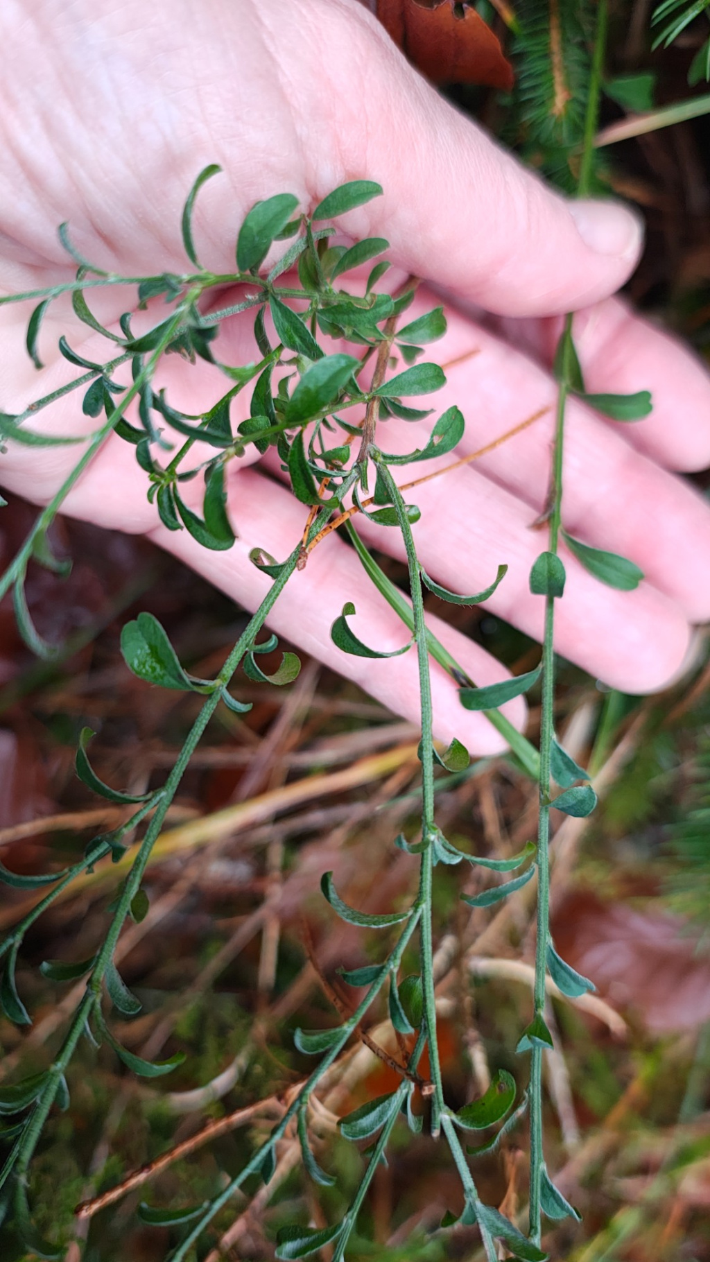 Genista pilosa | Haar-Ginster Genista pilosa | Haar-Ginster