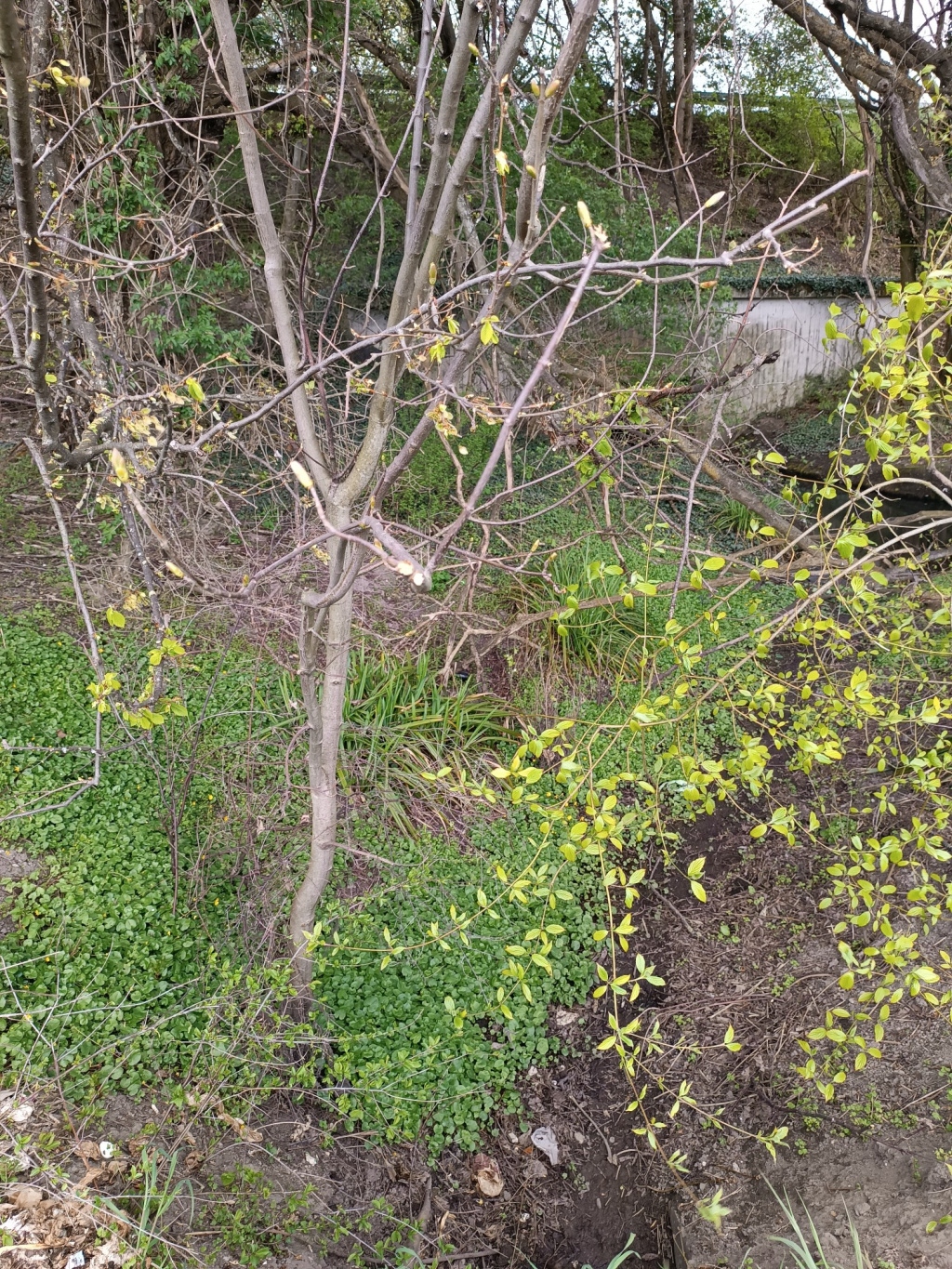 Carex pendula | Hänge-Segge Carex pendula | Hänge-Segge