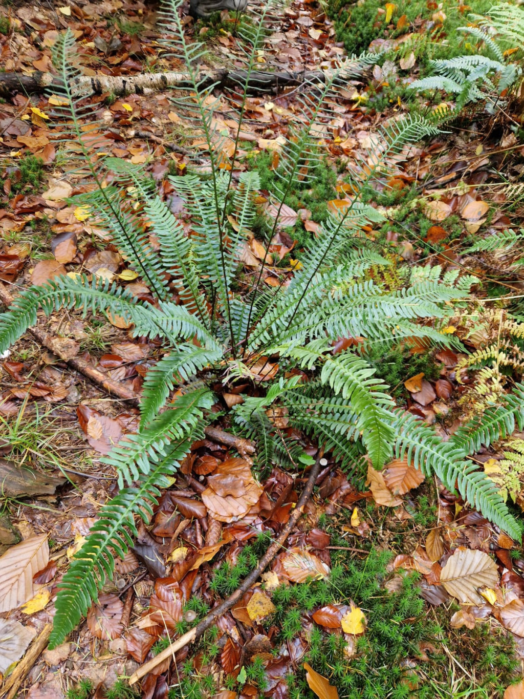 Blechnum spicant | Rippenfarn Blechnum spicant | Rippenfarn