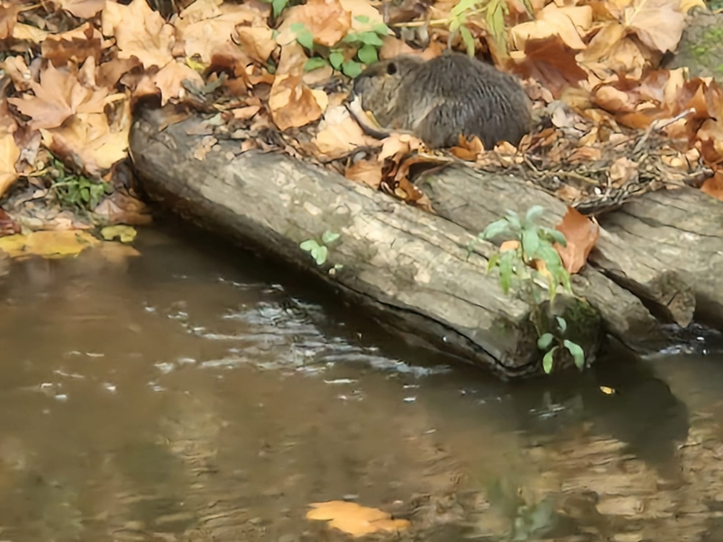 Myocastor coypus | Nutria Myocastor coypus | Nutria