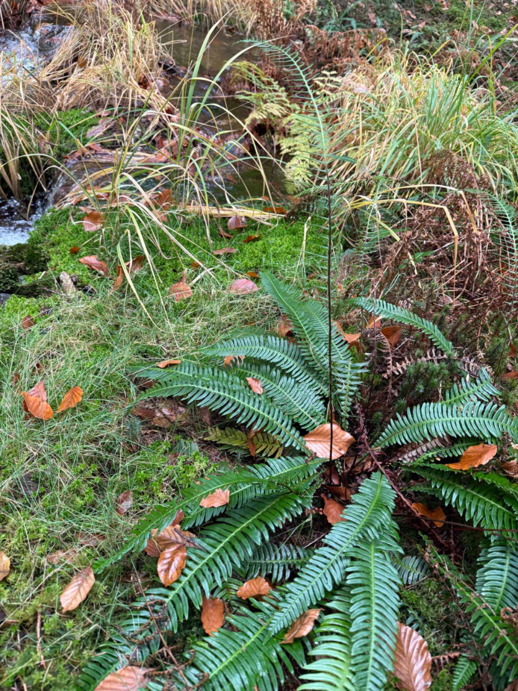 Blechnum spicant | Rippenfarn Blechnum spicant | Rippenfarn