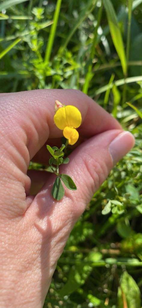 Lotus corniculatus | Gewöhnlicher Hornklee Lotus corniculatus | Gewöhnlicher Hornklee