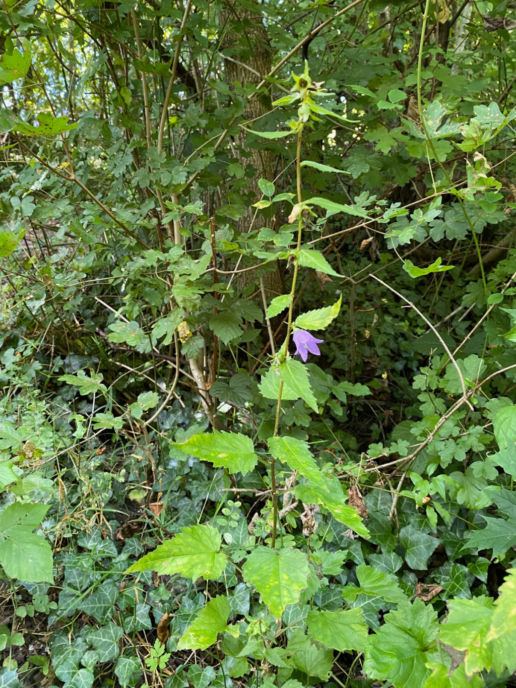 Campanula trachelium subsp. trachelium | Nesselblättrige Glockenblume Campanula trachelium subsp. trachelium | Nesselblättrige Glockenblume