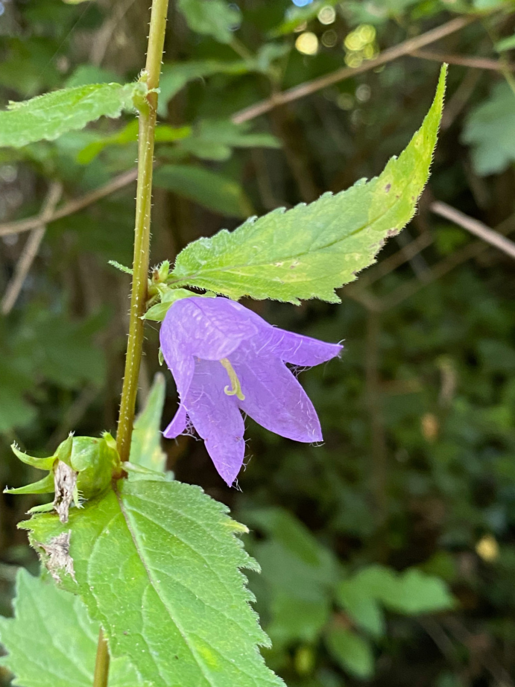 Campanula trachelium subsp. trachelium | Nesselblättrige Glockenblume Campanula trachelium subsp. trachelium | Nesselblättrige Glockenblume
