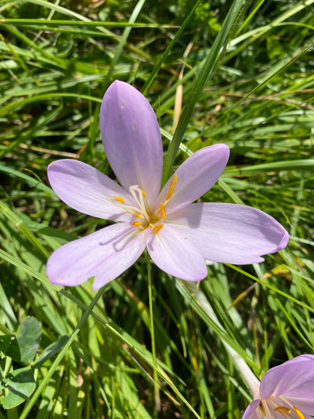 Colchicum autumnale | Herbst-Zeitlose Colchicum autumnale | Herbst-Zeitlose