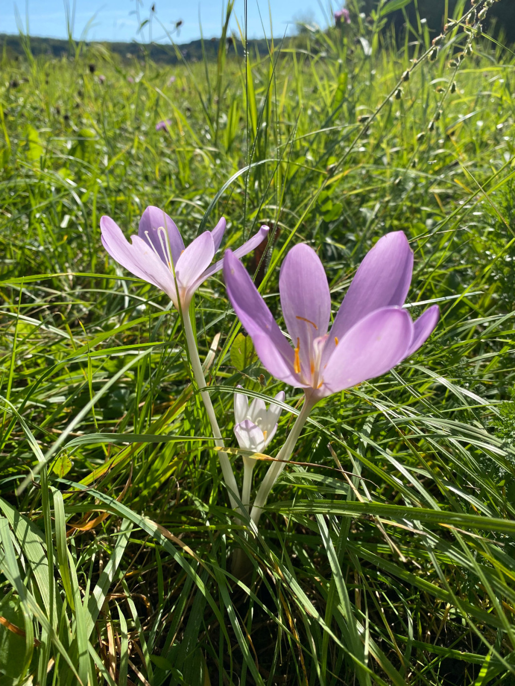 Colchicum autumnale | Herbst-Zeitlose Colchicum autumnale | Herbst-Zeitlose