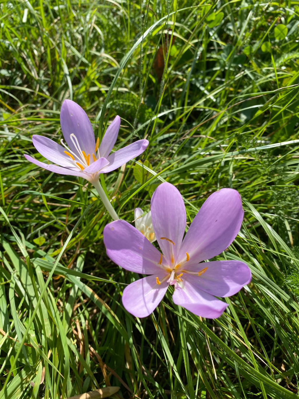 Colchicum autumnale | Herbst-Zeitlose Colchicum autumnale | Herbst-Zeitlose