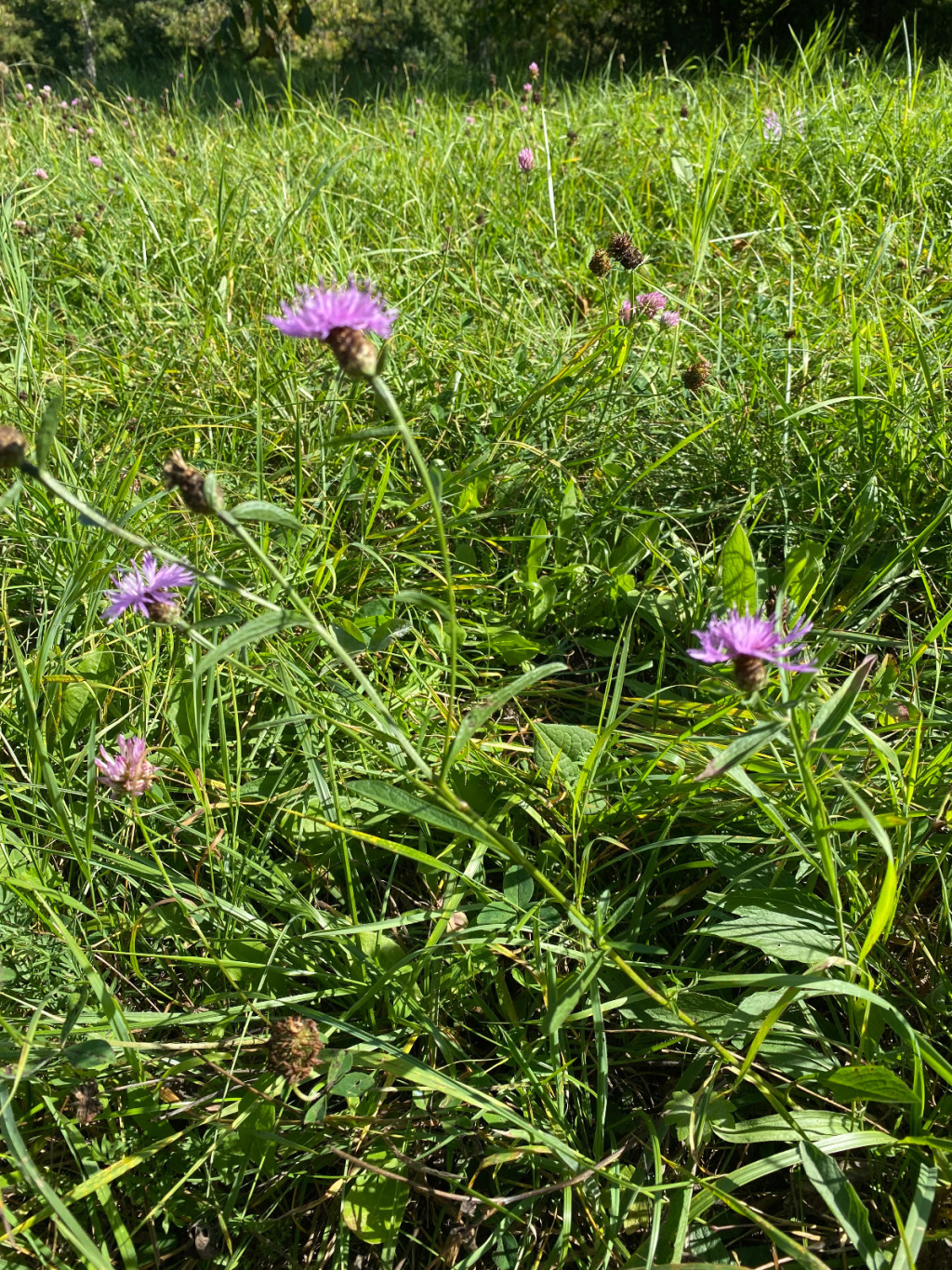 Centaurea jacea agg. | Wiesen-Flockenblume (Artengruppe) Centaurea jacea agg. | Wiesen-Flockenblume (Artengruppe)