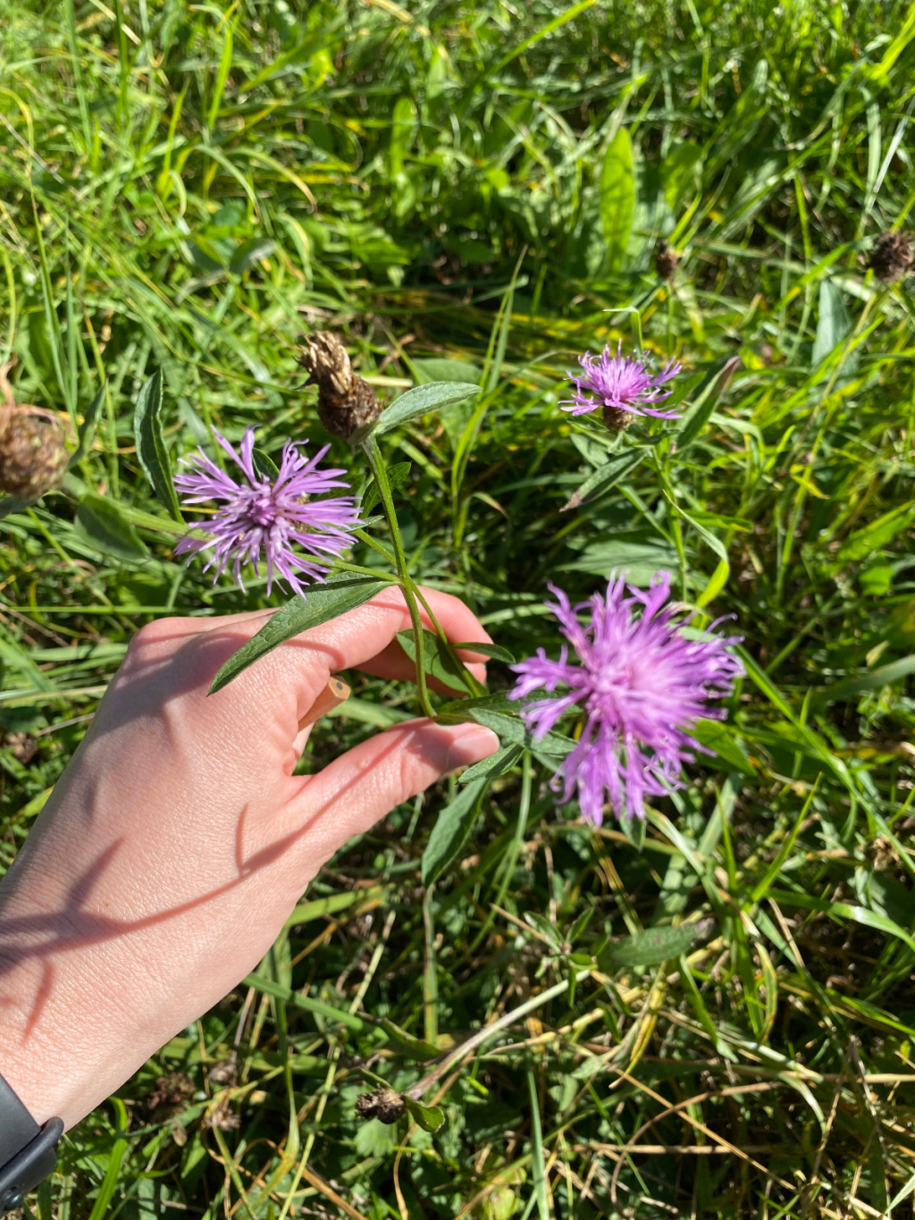 Centaurea jacea agg. | Wiesen-Flockenblume (Artengruppe) Centaurea jacea agg. | Wiesen-Flockenblume (Artengruppe)
