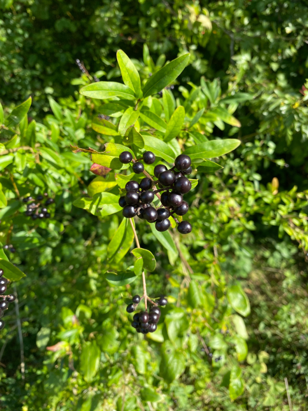 Ligustrum vulgare | Gewöhnlicher Liguster Ligustrum vulgare | Gewöhnlicher Liguster