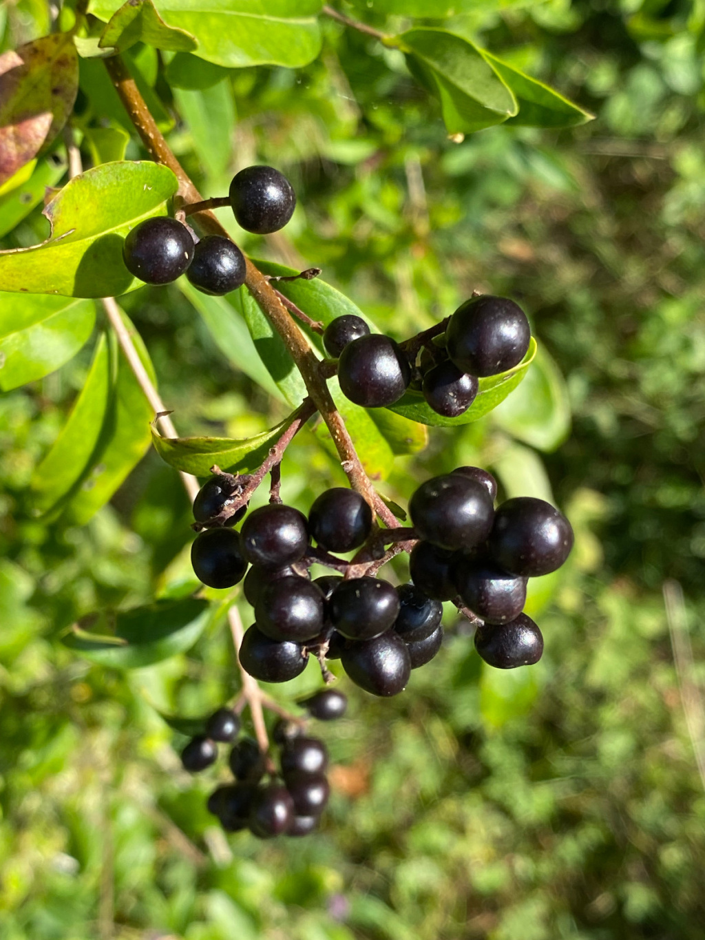 Ligustrum vulgare | Gewöhnlicher Liguster Ligustrum vulgare | Gewöhnlicher Liguster