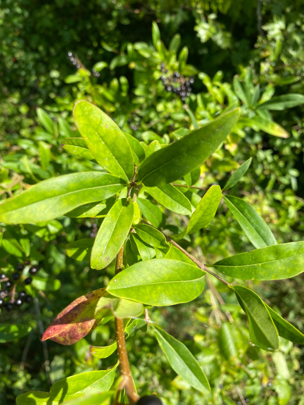 Ligustrum vulgare | Gewöhnlicher Liguster Ligustrum vulgare | Gewöhnlicher Liguster