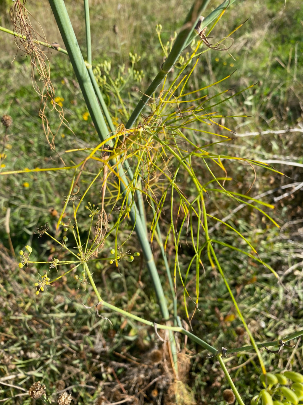Foeniculum vulgare Foeniculum vulgare