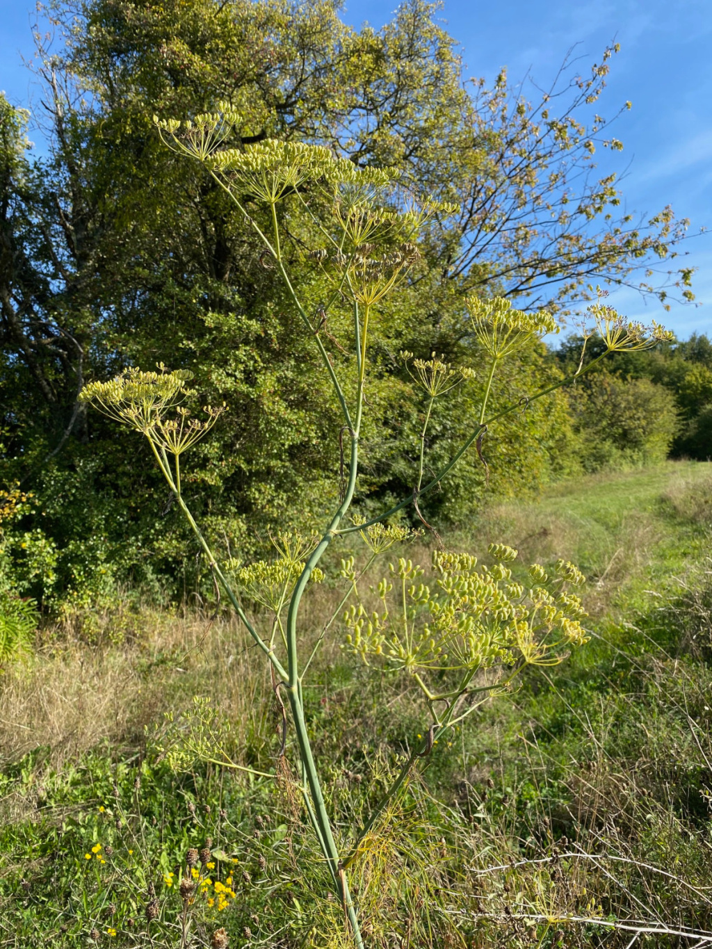 Foeniculum vulgare Foeniculum vulgare