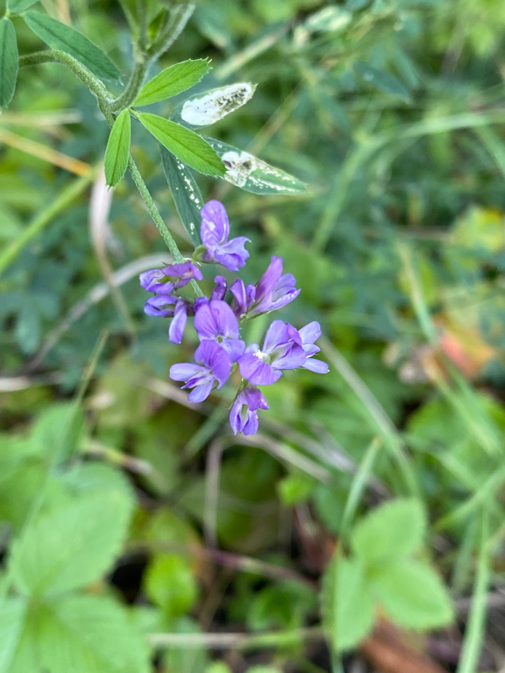 Medicago sativa agg. Medicago sativa agg.