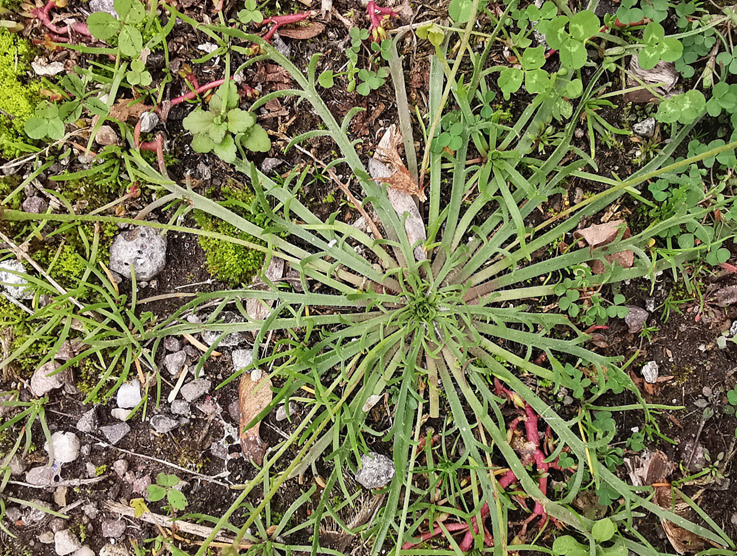 Plantago coronopus subsp. coronopus Plantago coronopus subsp. coronopus