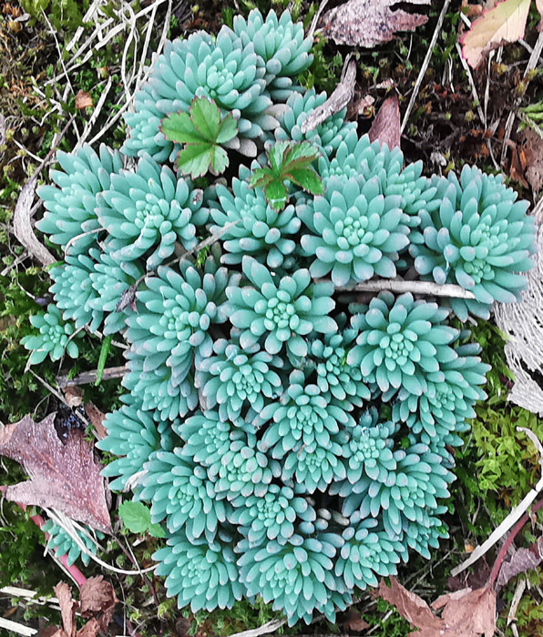Sedum hispanicum | Blaugrüne Fetthenne Sedum hispanicum | Blaugrüne Fetthenne