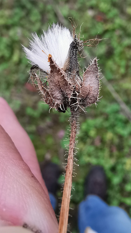 Helminthotheca echioides | Wurmlattich Helminthotheca echioides | Wurmlattich