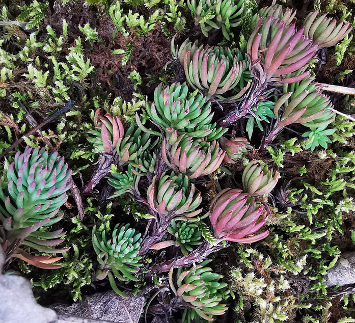 Sedum forsterianum | Zierliche Fetthenne Sedum forsterianum | Zierliche Fetthenne