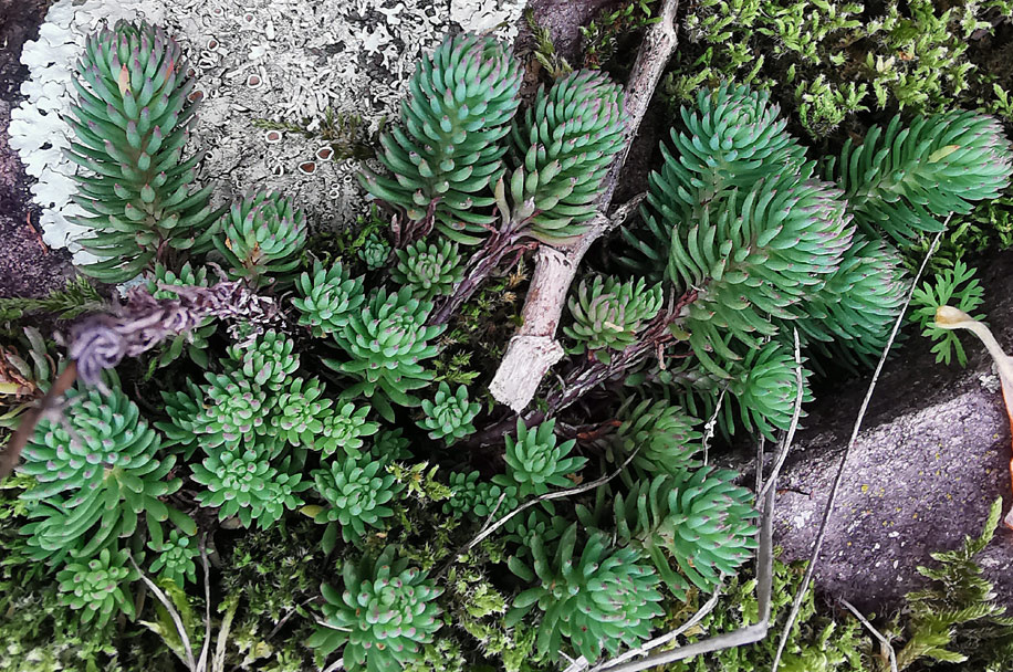 Sedum forsterianum | Zierliche Fetthenne Sedum forsterianum | Zierliche Fetthenne