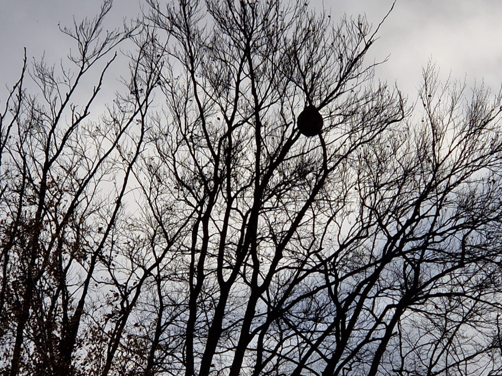 Vespa velutina nigrithorax | Asiatische Hornisse Vespa velutina nigrithorax | Asiatische Hornisse