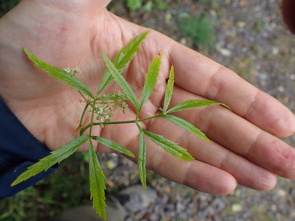 Cicuta virosa | Gift-Wasserschierling Cicuta virosa | Gift-Wasserschierling