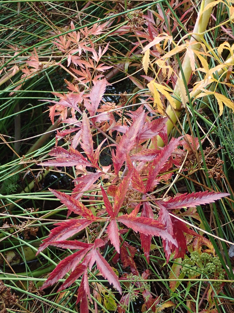 Cicuta virosa | Gift-Wasserschierling Cicuta virosa | Gift-Wasserschierling