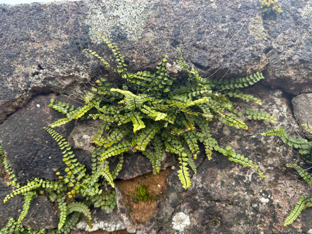 Asplenium trichomanes | Braunstieliger Streifenfarn Asplenium trichomanes | Braunstieliger Streifenfarn