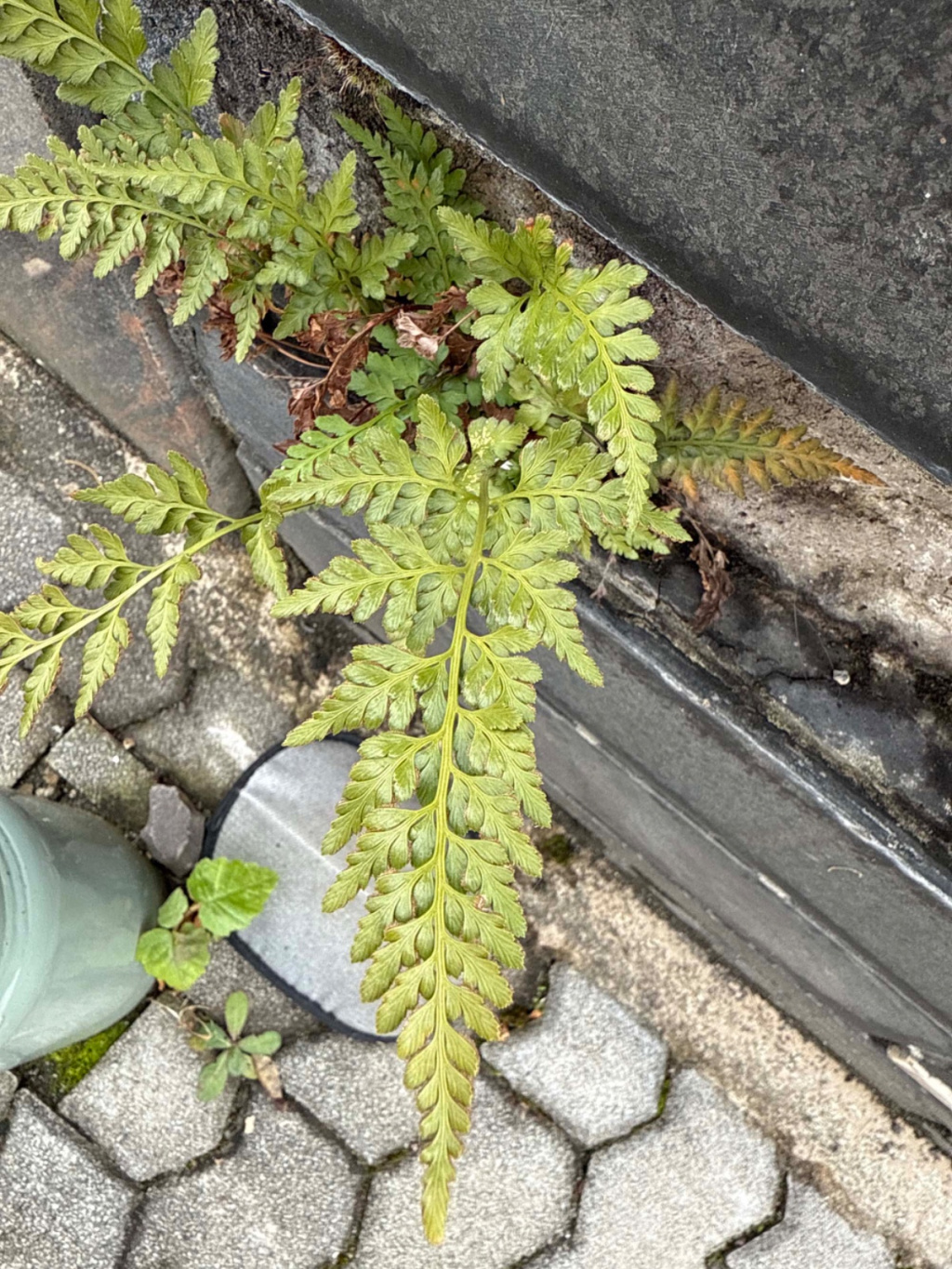 Asplenium adiantum-nigrum subsp. adiantum-nigrum | Schwarzstieliger Streifenfarn Asplenium adiantum-nigrum subsp. adiantum-nigrum | Schwarzstieliger Streifenfarn
