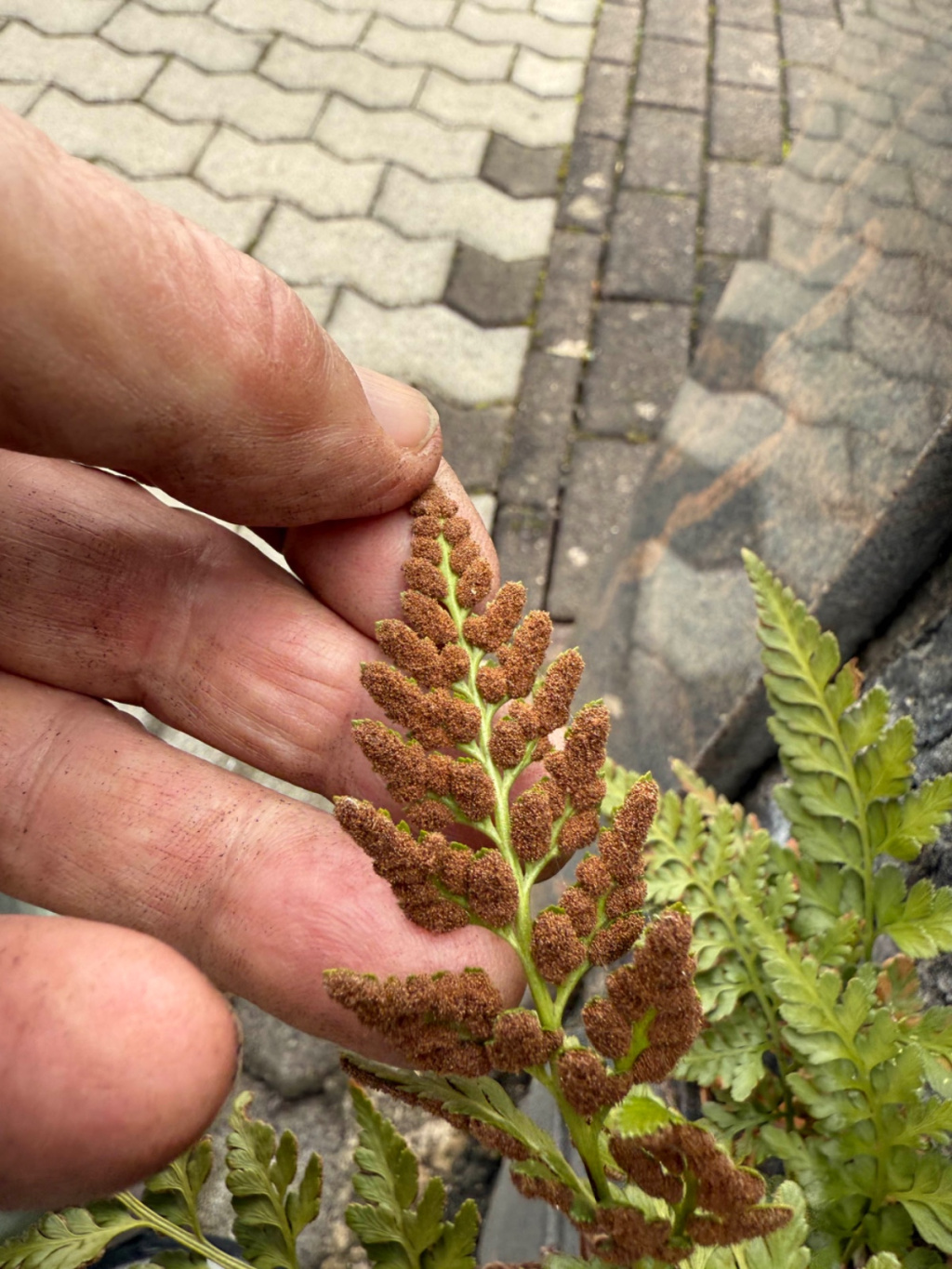 Asplenium adiantum-nigrum subsp. adiantum-nigrum | Schwarzstieliger Streifenfarn Asplenium adiantum-nigrum subsp. adiantum-nigrum | Schwarzstieliger Streifenfarn