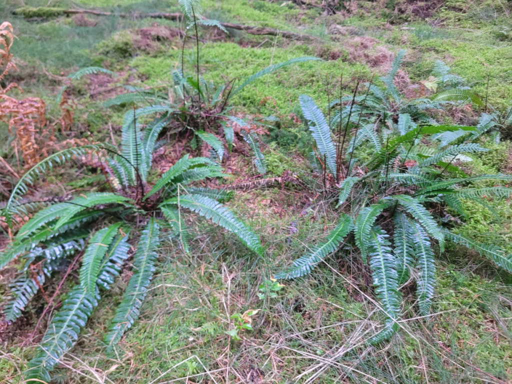 Blechnum spicant | Rippenfarn Blechnum spicant | Rippenfarn