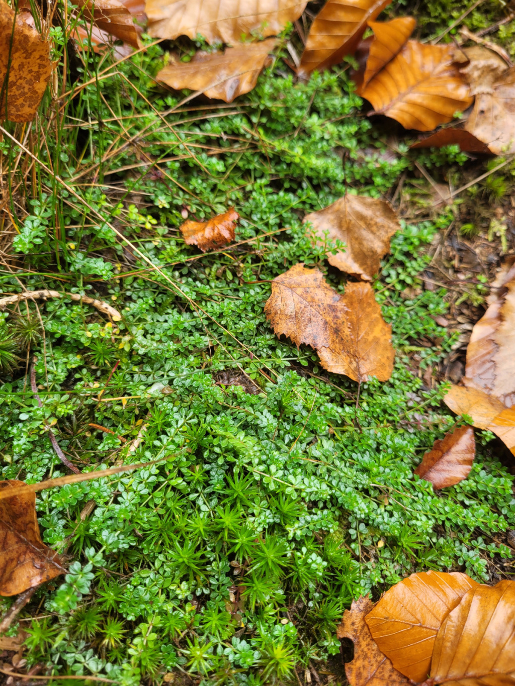 Galium saxatile | Harzer Labkraut Galium saxatile | Harzer Labkraut