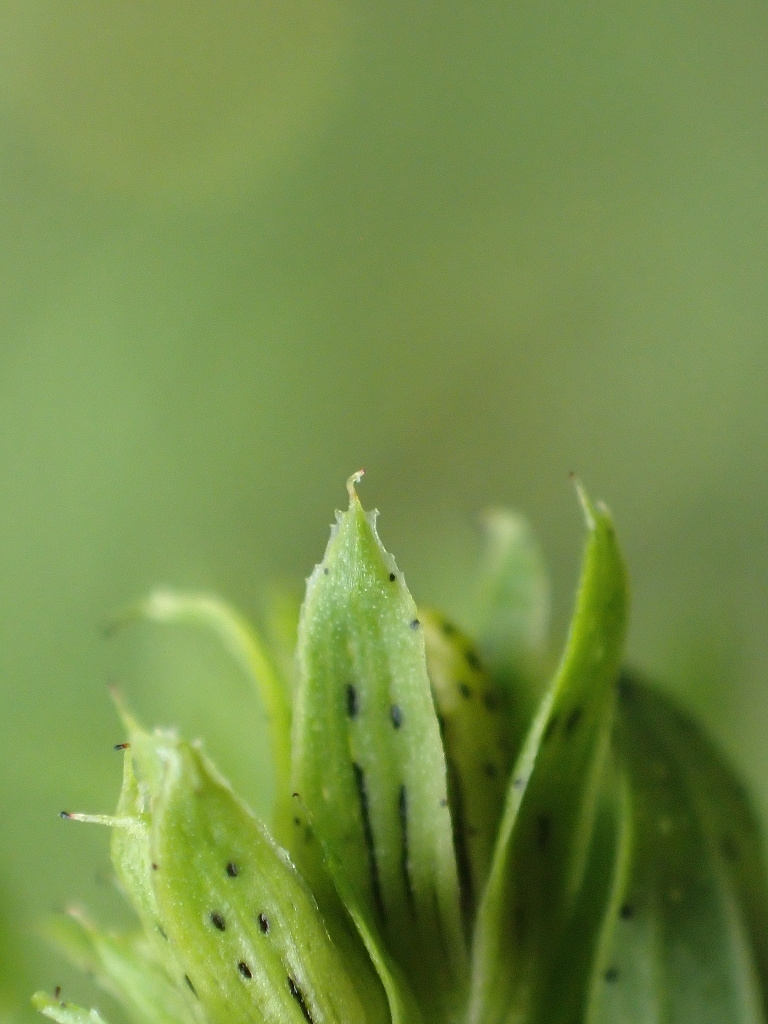 Hypericum desetangsii Hypericum desetangsii