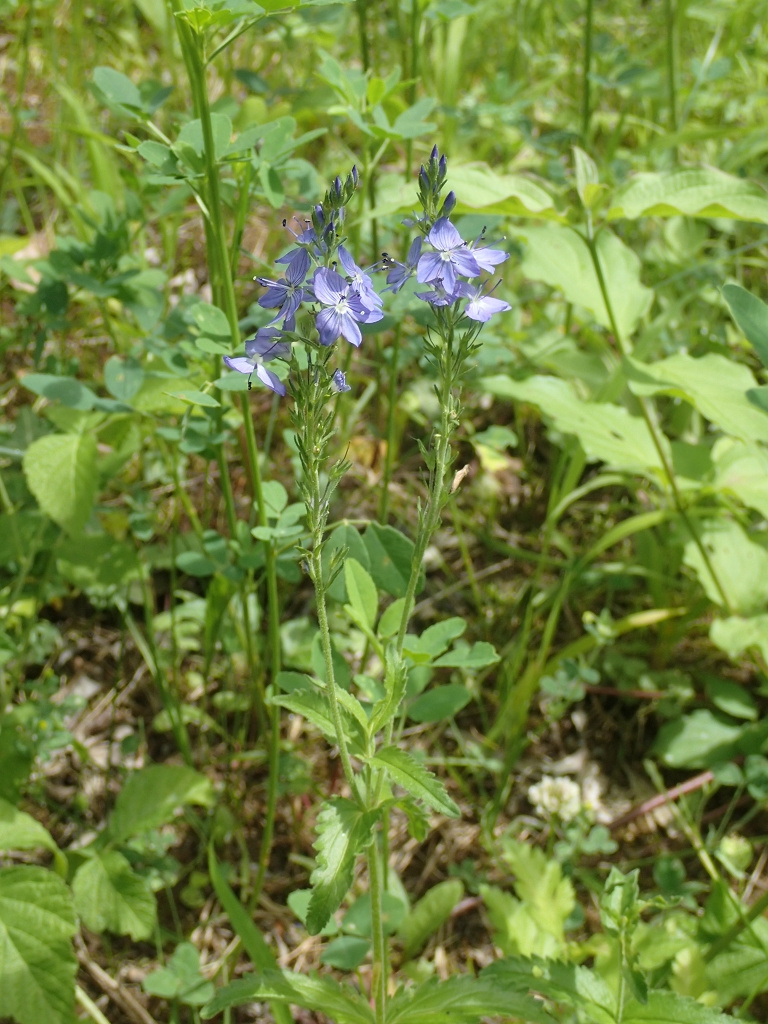 Veronica teucrium | Großer Ehrenpreis Veronica teucrium | Großer Ehrenpreis