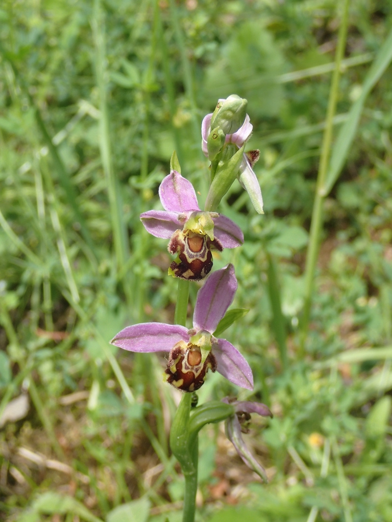 Ophrys apifera | Bienen-Ragwurz Ophrys apifera | Bienen-Ragwurz