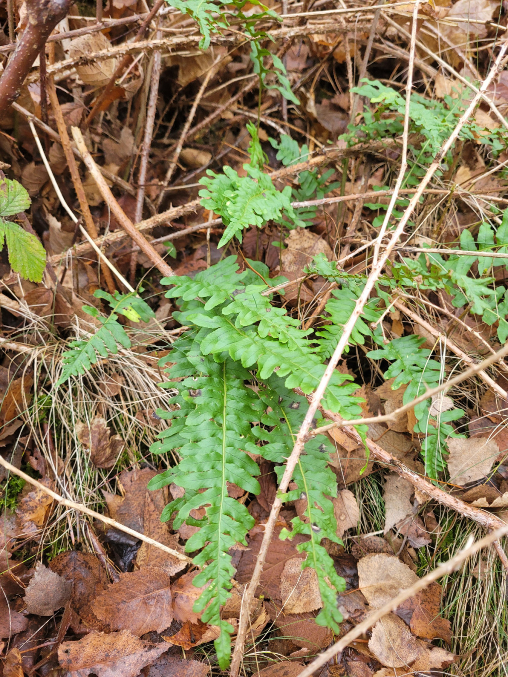 Polypodium vulgare agg. | Gewöhnlicher Tüpfelfarn (Artengruppe) Polypodium vulgare agg. | Gewöhnlicher Tüpfelfarn (Artengruppe)