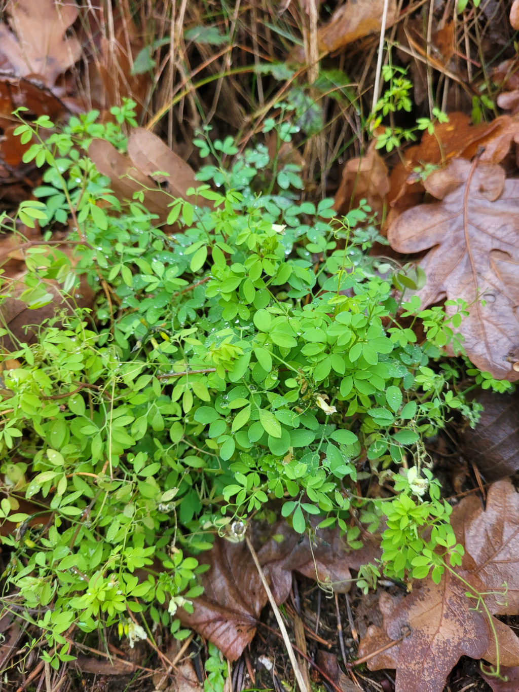 Ceratocapnos claviculata subsp. claviculata Ceratocapnos claviculata subsp. claviculata