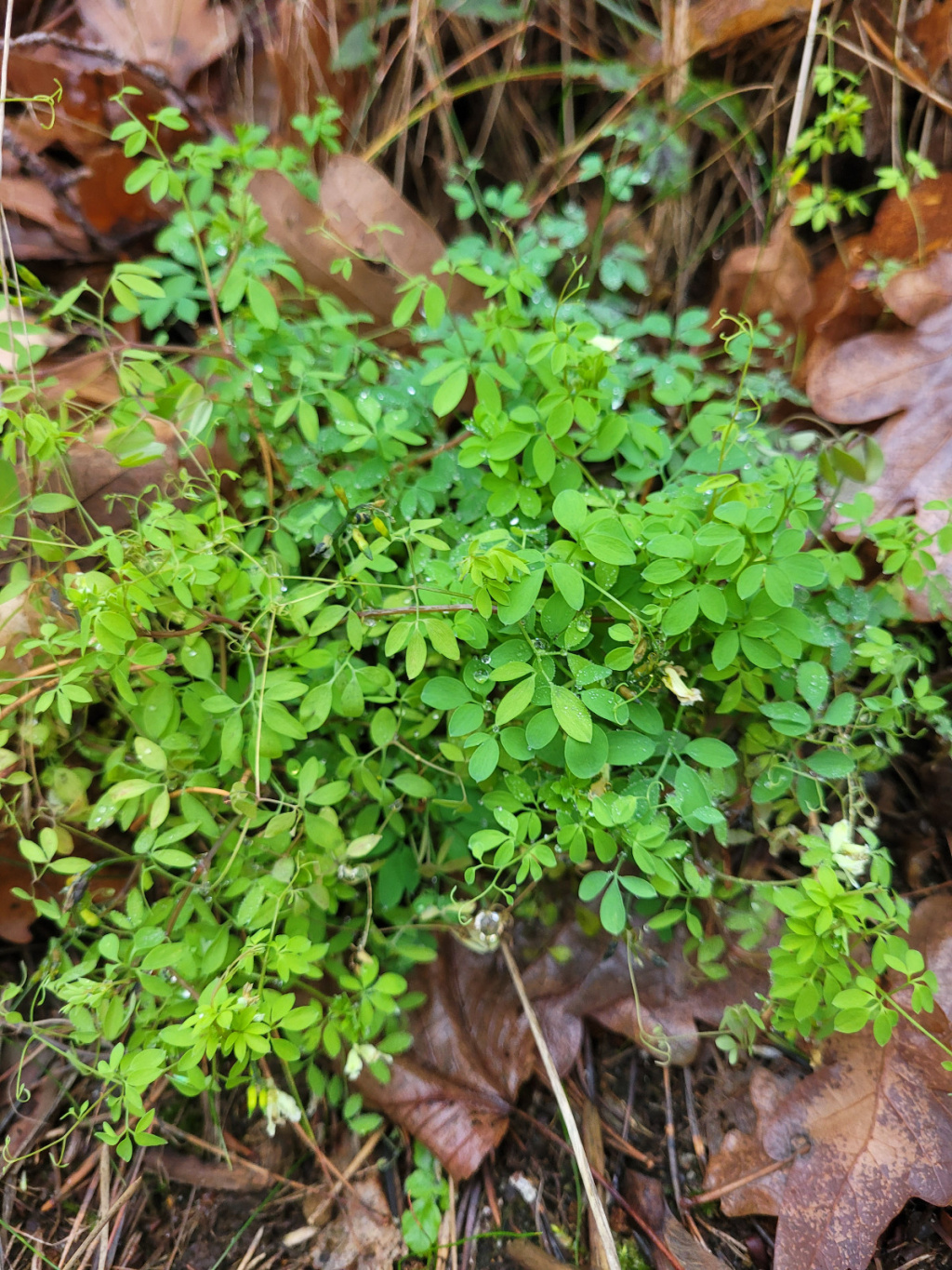 Ceratocapnos claviculata subsp. claviculata Ceratocapnos claviculata subsp. claviculata