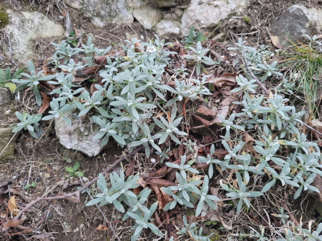 Cerastium tomentosum Cerastium tomentosum