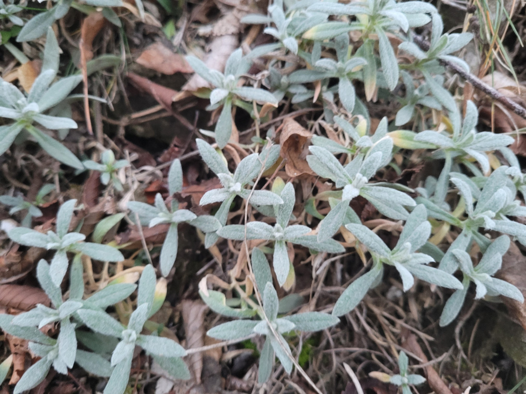 Cerastium tomentosum Cerastium tomentosum
