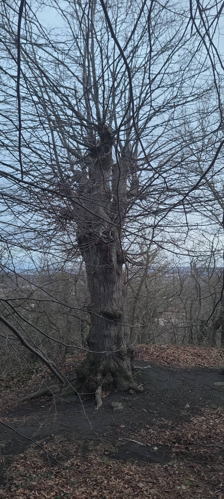 Tilia cordata | Winter-Linde Tilia cordata | Winter-Linde