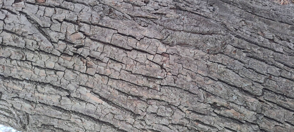 Tilia cordata | Winter-Linde Tilia cordata | Winter-Linde