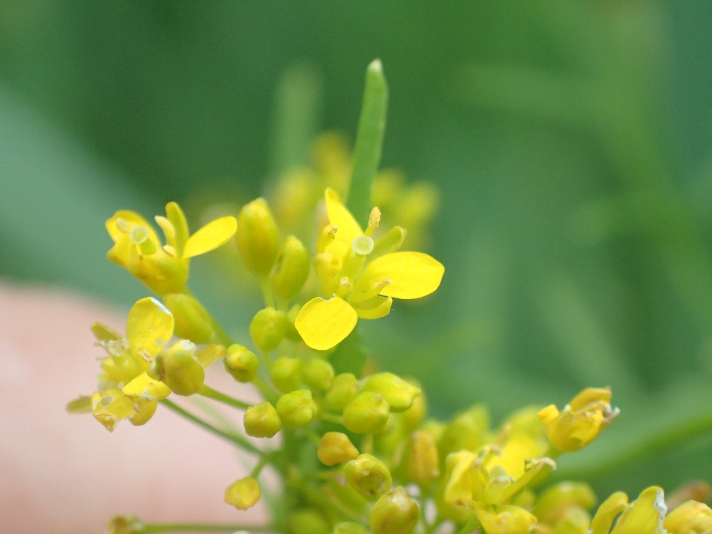 Rorippa anceps | Niederliegende Sumpfkresse Rorippa anceps | Niederliegende Sumpfkresse