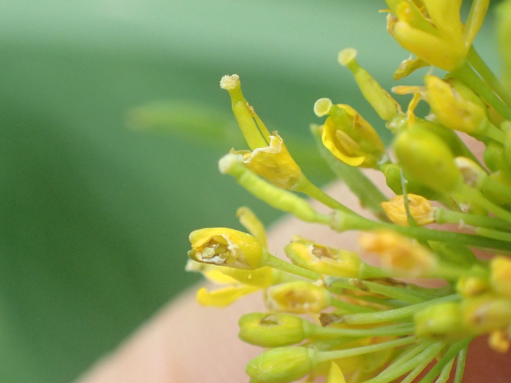 Rorippa anceps | Niederliegende Sumpfkresse Rorippa anceps | Niederliegende Sumpfkresse