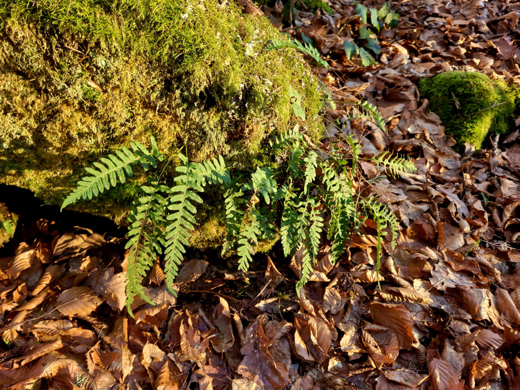 Polypodium vulgare agg. | Gewöhnlicher Tüpfelfarn (Artengruppe) Polypodium vulgare agg. | Gewöhnlicher Tüpfelfarn (Artengruppe)
