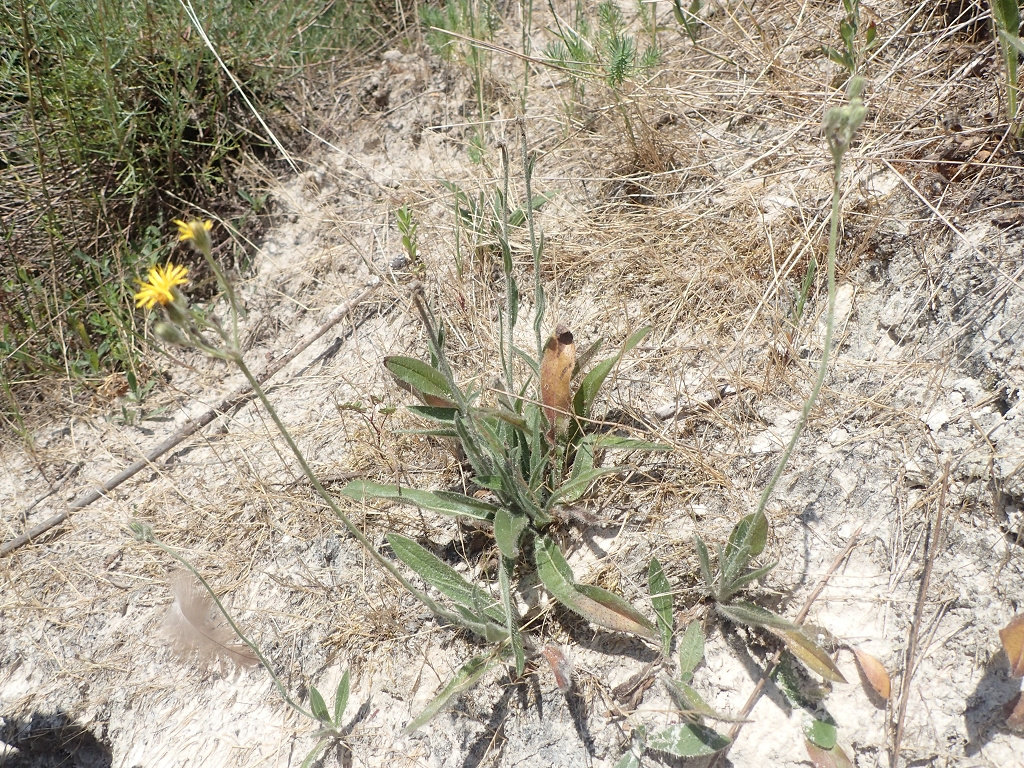 Hieracium cymosiforme | Täuschendes Habichtskraut Hieracium cymosiforme | Täuschendes Habichtskraut