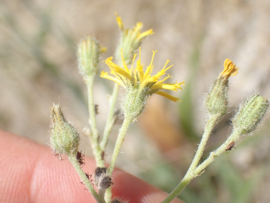 Hieracium cymosiforme | Täuschendes Habichtskraut Hieracium cymosiforme | Täuschendes Habichtskraut