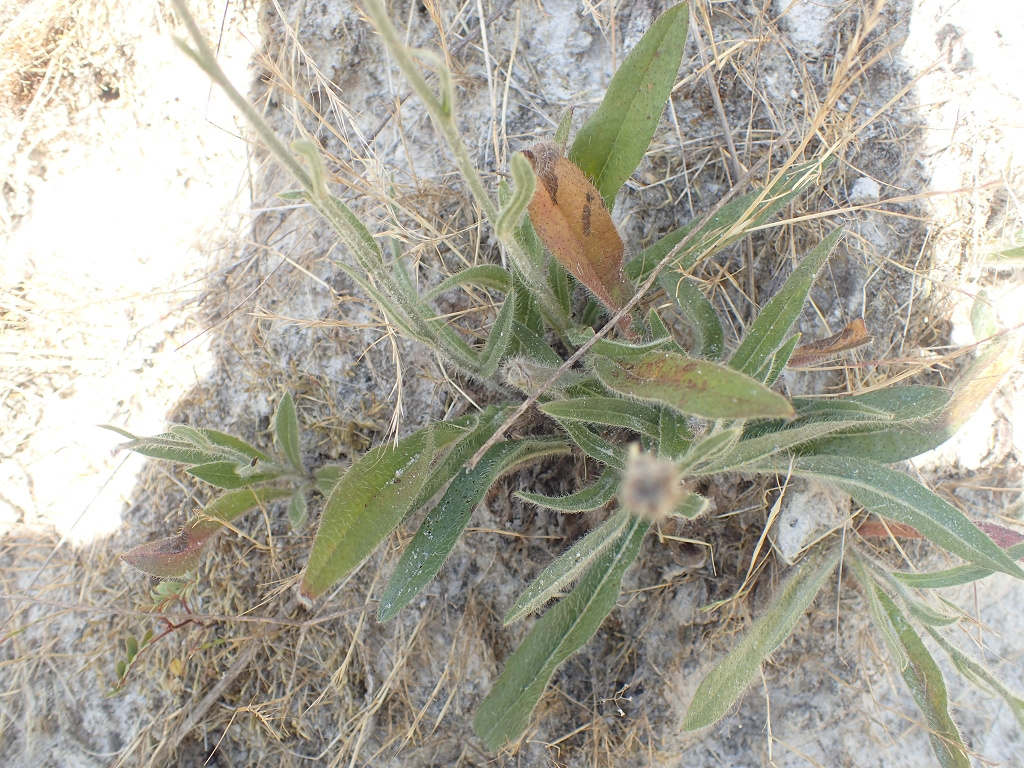 Hieracium cymosiforme | Täuschendes Habichtskraut Hieracium cymosiforme | Täuschendes Habichtskraut