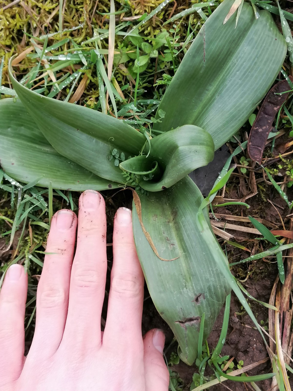 Orchis purpurea | Purpur-Knabenkraut Orchis purpurea | Purpur-Knabenkraut
